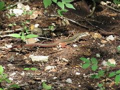 Aspidoscelis angusticeps angusticeps