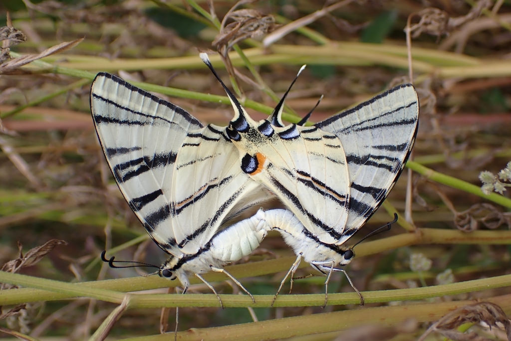 Scarce Swallowtail