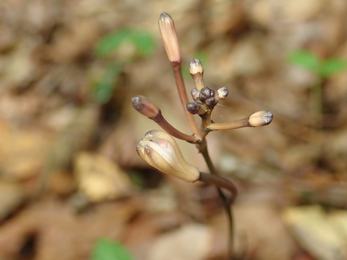 Lecanorchis nigricans iNat (3)