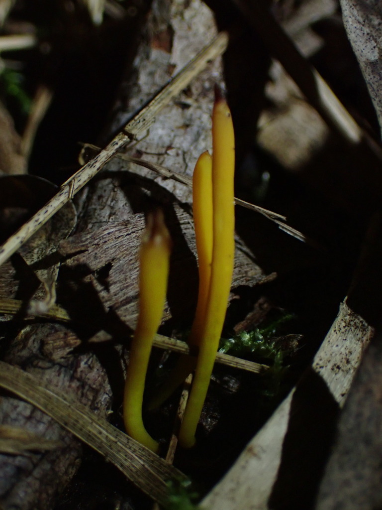 Clavulinopsis amoena · July 2025 · photo: © djnugent (iNaturalist, cc0)