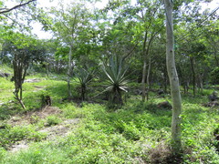 Agave fourcroydes