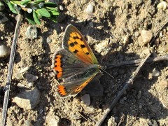 Lycaena phlaeas