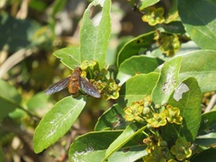 Salacia kraussii