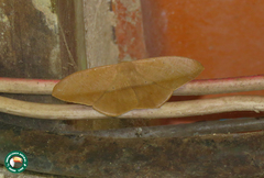 Prochoerodes cristata