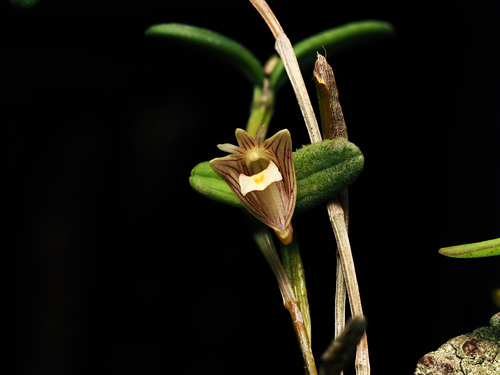 Dendrobium pachyphyllum, photograph 1