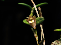 Dendrobium pachyphyllum, photograph (c) Samuel Lee, some rights reserved (CC BY)