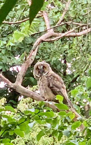 View observation of {o.common_name} on iNaturalist