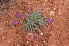 Astragalus missouriensis