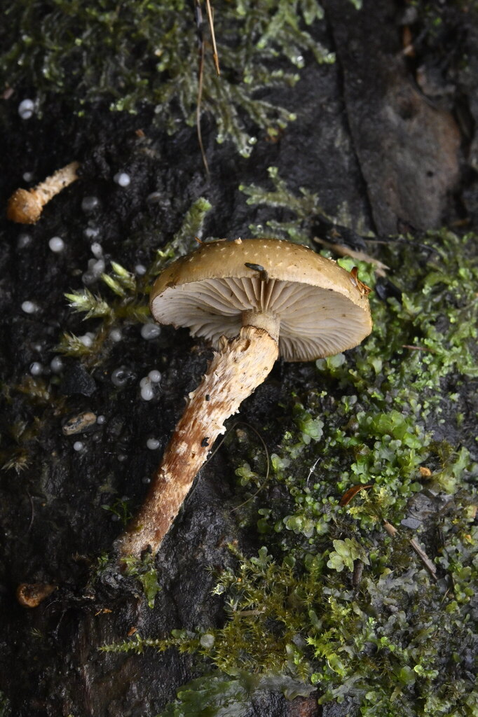 Pholiota subflammans · April 2025 · photo: © invertebratist (iNaturalist, cc-by-nc)