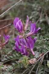 Astragalus missouriensis