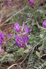 Astragalus missouriensis