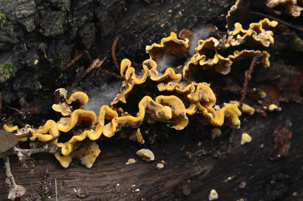 Stereum hirsutum · April 2025 · photo: © invertebratist (iNaturalist, cc-by-nc)