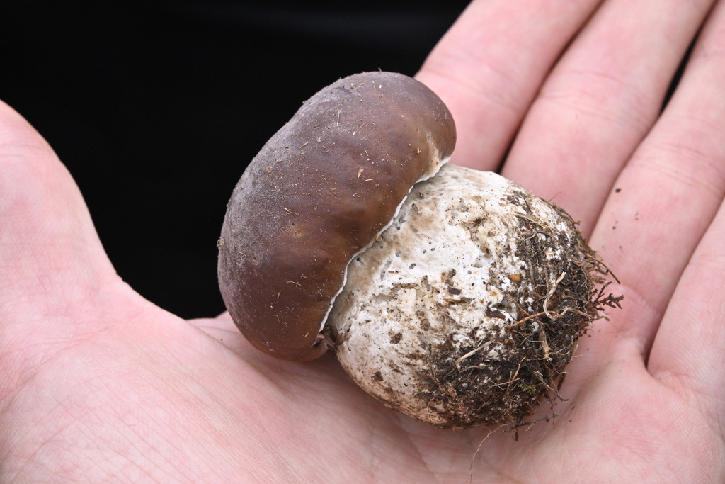 Boletus edulis · April 2025 · photo: © invertebratist (iNaturalist, cc-by-nc)