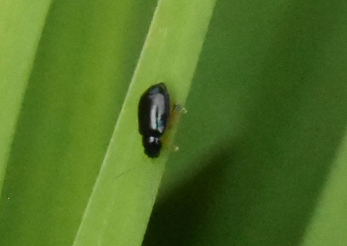 Iris Flea Beetle, Groesbeek, Nederland, photo 7 of 10