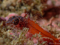 Tripterygion melanurus