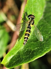 Sphaerophoria scripta