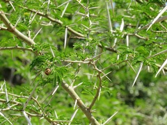 Vachellia kosiensis