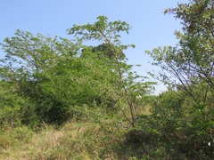Vachellia kosiensis