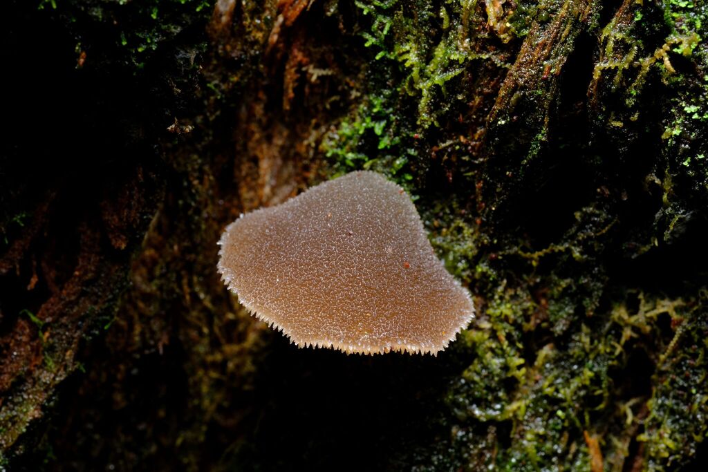 Pseudohydnum tasmanicum · July 2025 · photo: © possumpete (iNaturalist, cc0)