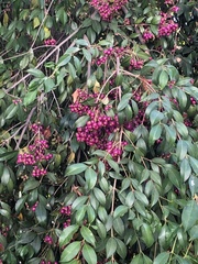 Cotoneaster glaucophyllus serotinus