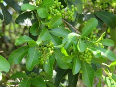 Searsia natalensis