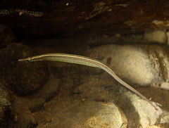 Ocellated Pipefish photo 1