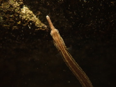 Ocellated Pipefish photo 2