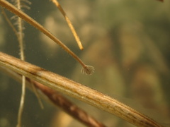 Ocellated Pipefish photo 3