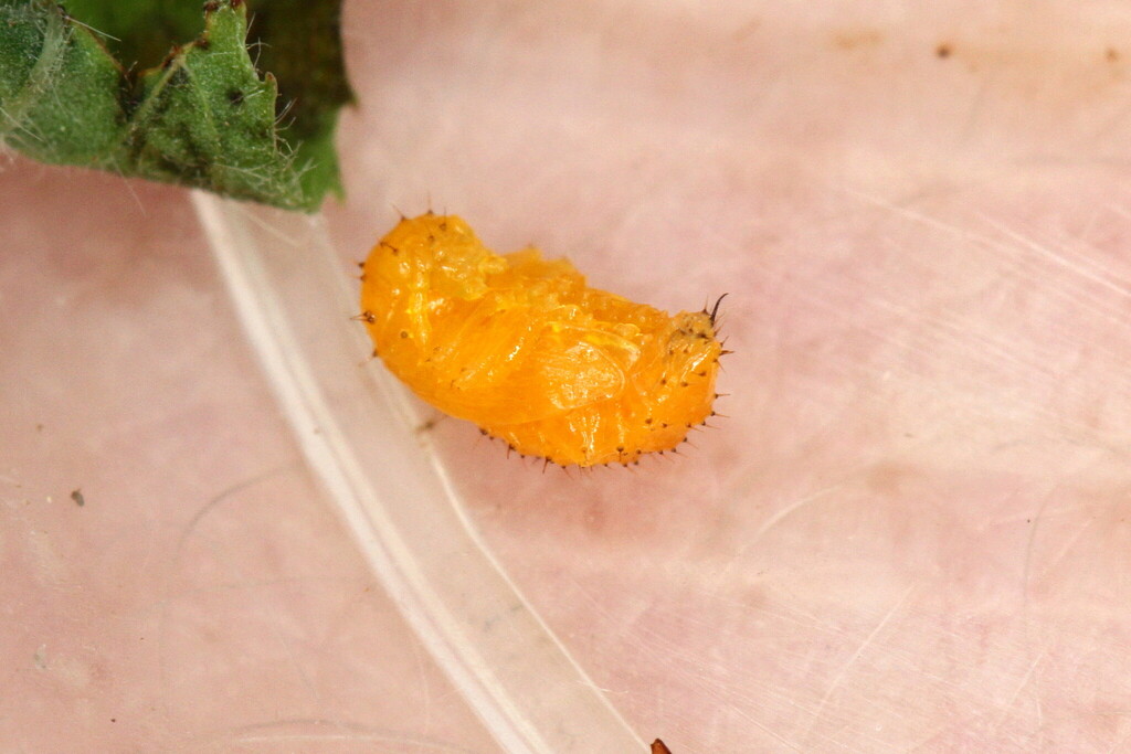 Altica oleracea from 54 Badem, Germany on June 27, 2025 at 07:50 PM by ...