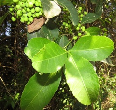 Searsia natalensis