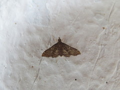 Psara obscuralis