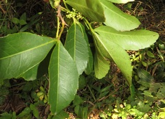 Searsia natalensis