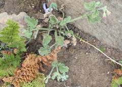 Pelargonium althaeoides