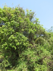 Searsia natalensis