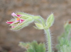 Pelargonium althaeoides