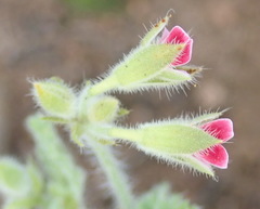 Pelargonium althaeoides