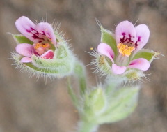 Pelargonium althaeoides