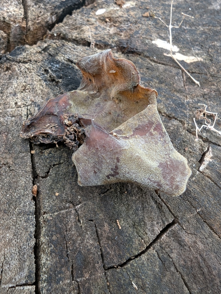 Auricularia polytricha · July 2025 · photo: © atsushi_nakajima_cirque (iNaturalist, cc-by)