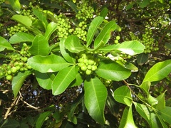 Searsia natalensis