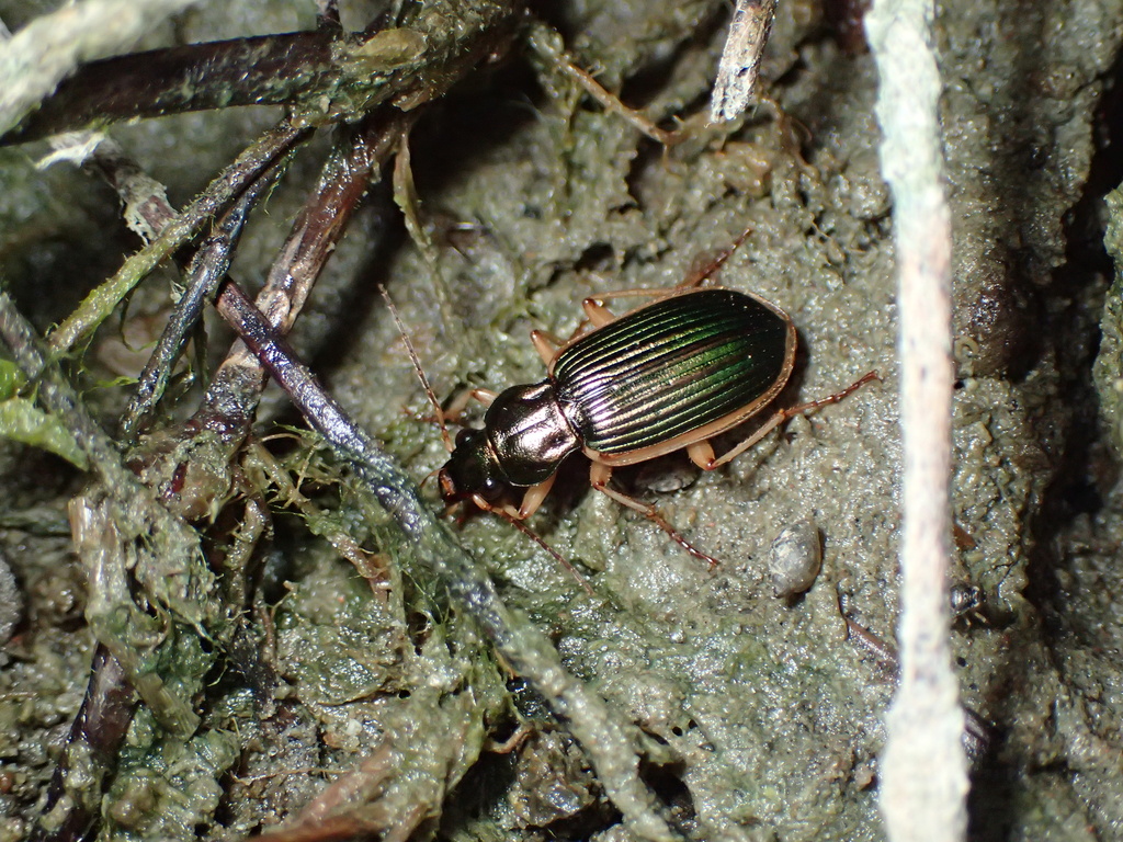 ツヤキベリアオゴミムシ