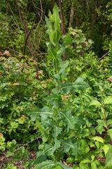 prickly lettuce