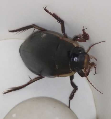 Black-bellied Great Diving-beetle