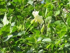 Thunbergia dregeana
