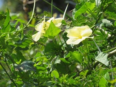 Thunbergia dregeana