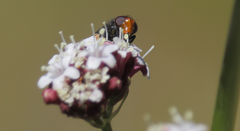 Copestylum rufoscutellare