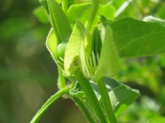 Thunbergia dregeana