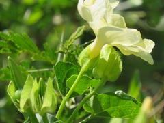 Thunbergia dregeana
