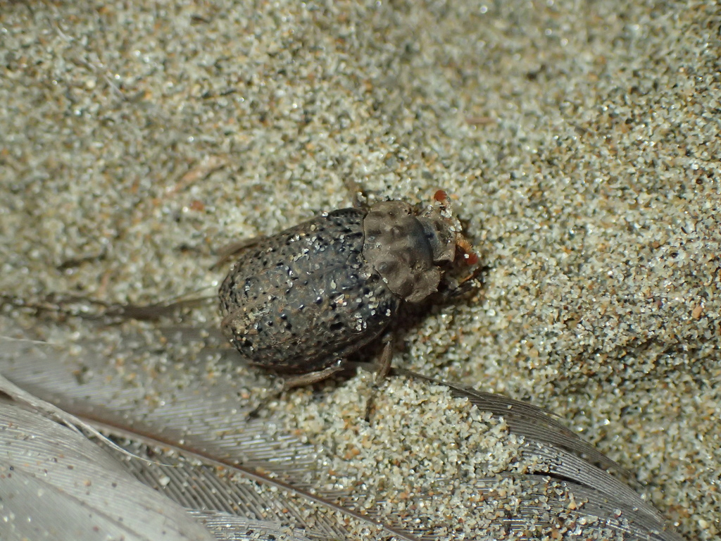 オオコブスジコガネ