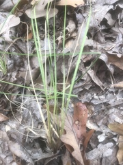 Piptochaetium avenaceum