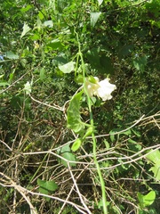 Thunbergia dregeana